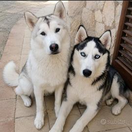 Última cucciola di Siberian Husky