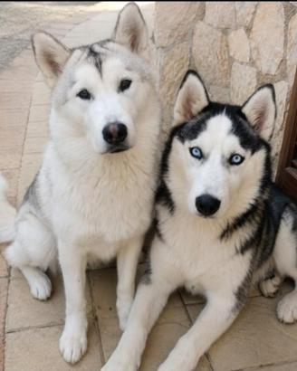 Última cucciola di Siberian Husky