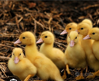 Pulcini anatra muta