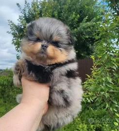 Spitz di Pomerania femmina