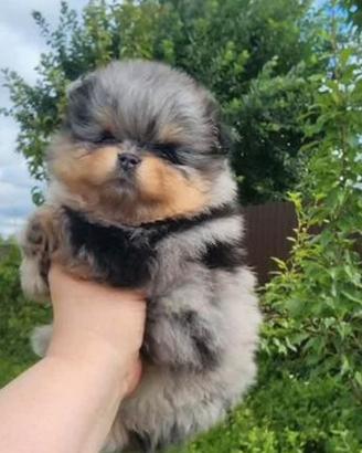 Spitz di Pomerania femmina