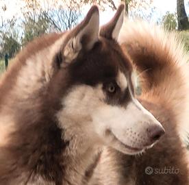 Siberian husky 1 anno con pedigree