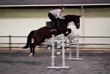 Splendida cavalla con potenziale nel salto e nel d