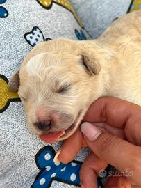 Cani in adozione