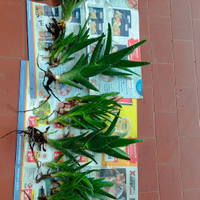 Piante e talee