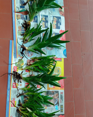 Piante e talee