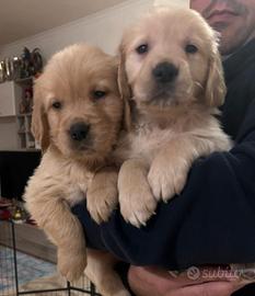 Splendidi Cuccioli di Golden retriever