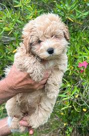 Maltipoo maschi e femmine