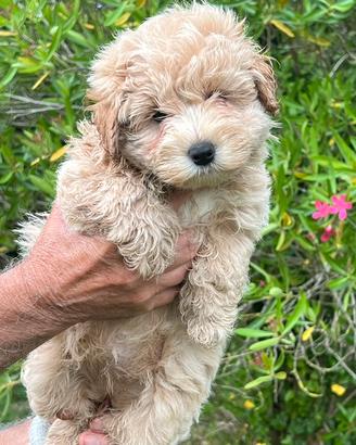 Maltipoo maschi e femmine