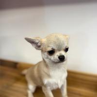 Cucciolo di chihuahua