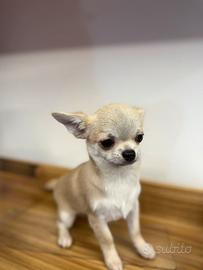Cucciolo di chihuahua