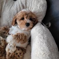 Maltipoo
