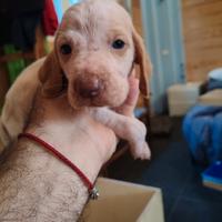 Alcuni cuccioli di Bracco Italiano