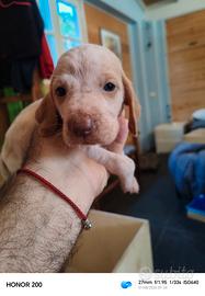 Alcuni cuccioli di Bracco Italiano