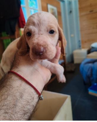 Alcuni cuccioli di Bracco Italiano