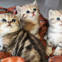 British shorthair Femmina Golden