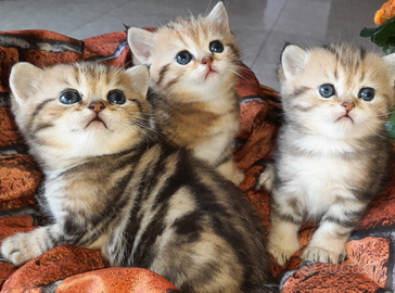 British shorthair Femmina Golden