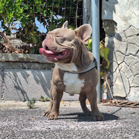 Stallone per Monta Bulldog Francese ISABELLA SOLID