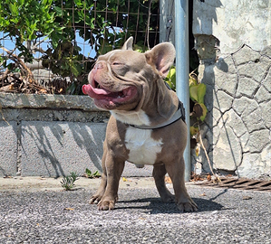 Stallone per Monta Bulldog Francese ISABELLA SOLID