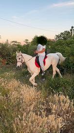 Cavallo