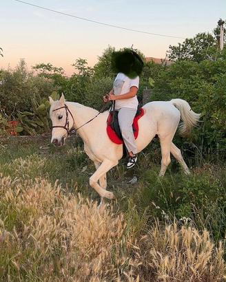 Cavallo