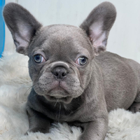 Bulldog francese femmina