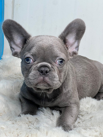 Bulldog francese femmina
