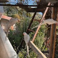 Parrocchetti da Collare