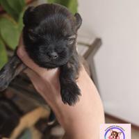 Chihuahua toy