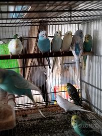 Cocorite