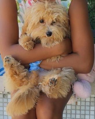 Un maltipoo