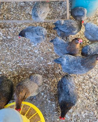 Galline