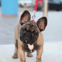 Cucciolo Bulldog Francese Pedigree Enci