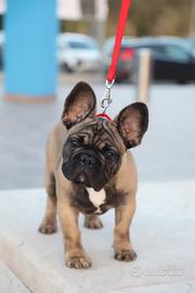 Cucciolo Bulldog Francese Pedigree Enci