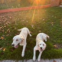 ?due cuccioli di golden retriver?