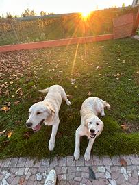 ?due cuccioli di golden retriver?