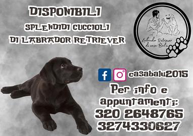 Labrador retriever cuccioli - manto nero