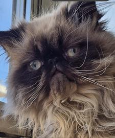 Gatto Persiano Seal Point per accoppiamento