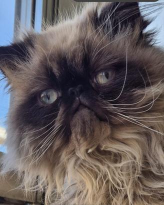 Gatto Persiano Seal Point per accoppiamento