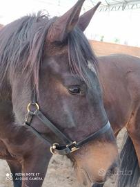 Equitazione: capezza in pella