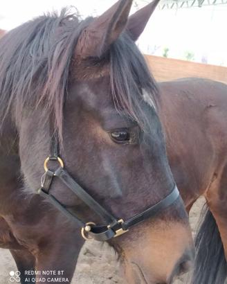 Equitazione: capezza in pella