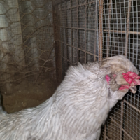 Gallo Araucana lavanda inglese