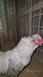 Gallo Araucana lavanda inglese