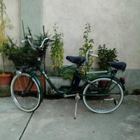 Bibici Graziella