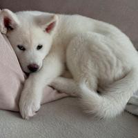 Cuccioli Akita inu bianchi