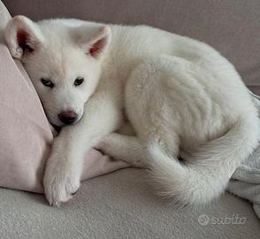 Cuccioli Akita inu bianchi