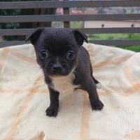 Chihuahua toy pelo raso