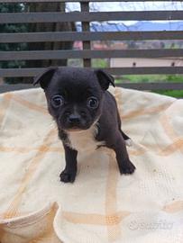 Chihuahua toy pelo raso