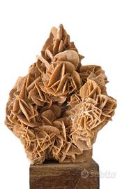 Rosa del deserto