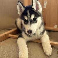 Cuccioli Siberian Husky pedigree Enci FCI